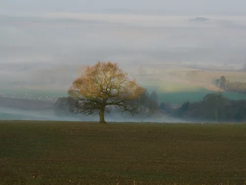 Misty valley tree light This image is a rural landscape photograph taken at dawn in early spring, featuring a single tree illuminated by soft morning light. The mist gently settles in the valley, creating a layered effect with fields and distant trees receding into the background. The rural setting is enhanced by the presence of multiple fields and hedgerows, indicating countryside typical of springtime. The interplay of mist and dawn light highlights the tree as the main subject, making the scene atmospheric and tranquil.